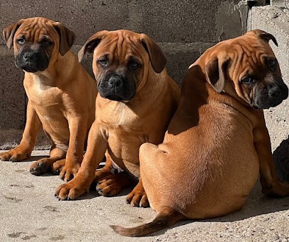 Elevage du Grand Molosse, Eleveur de Chiens à Saint-Paul