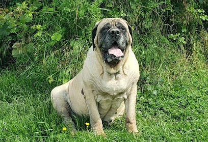 Leodog : Élevage de Leonberg et de Mastiff, Eleveur de Chiens à La Chapelle-Saint-Sauveur