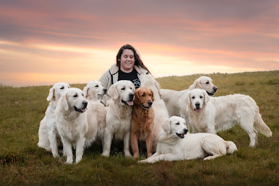 Domaine Du Goldheur: Élevage De Golden Retriever En Charente, Nouvelle-Aquitaine Dans Le Sud-Ouest De La France, Éleveur De Chiens à Touvérac