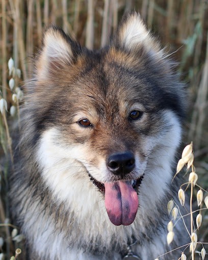 Elevage d'eurasiers La Demeure d'Argos, Eleveur de Chiens à Thénezay
