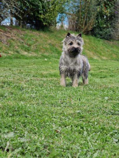 Elevage De La Bergerie Warren, Éleveur De Chiens à Saint-Hilaire-sur-Risle