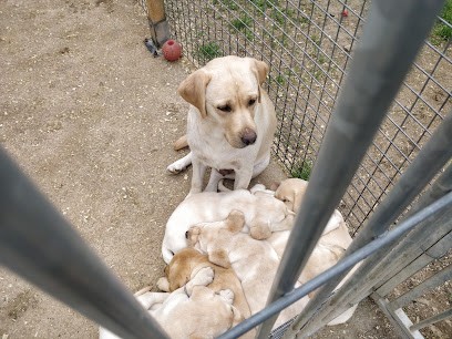 Bonheur Claudine, Eleveur de Chiens à Pionsat