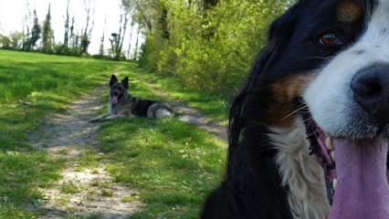 Duo De Chiens, Pension pour Chiens à Jettingen