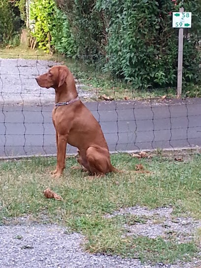 Le Clos du Dandy Udson, Eleveur de Chiens à Langon-sur-Cher