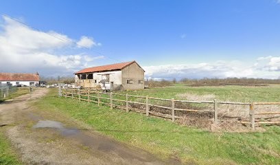 Elevage De Dogue Argentin- Elevage Du Domaine Des Temps Orageux, Eleveur de Chiens à Garnat-sur-Engièvre