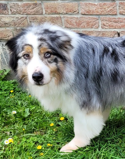 Elevage de berger australien De la Source du Rez, Eleveur de Chiens à Villiers-Saint-Denis
