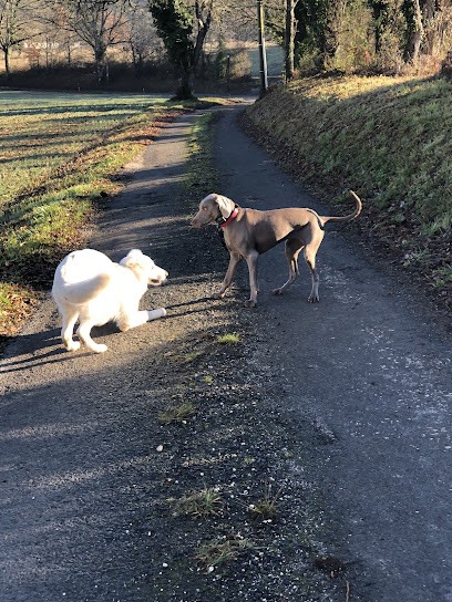 Centre Canin - Alimi, Dresseur de Chiens à Bourrou