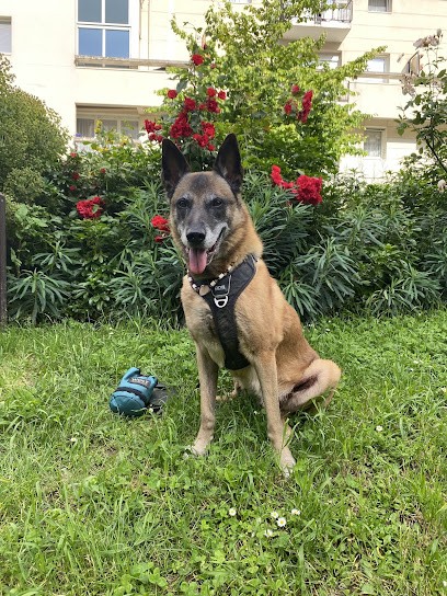 Pasibêtes, Dresseur de Chiens à Leudeville