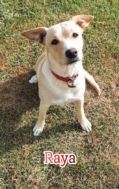 Pensée Canine, Dresseur de Chiens au Pian-Médoc