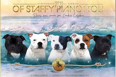 Elevage Of Staffy'pianottoli, Eleveur de Chiens à Épinay-sur-Seine