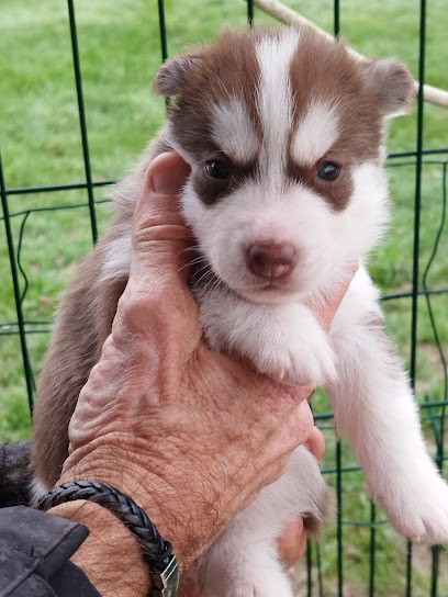 Élevage d'Hyke, Eleveur de Chiens à Donnezac
