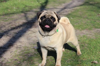 Elevage Du Masque Noir Charentais, Eleveur de Chiens à Puyréaux