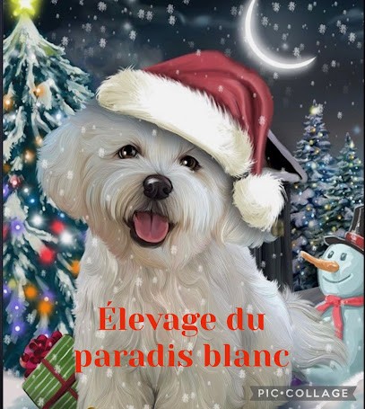 Elevage du paradis blanc, Eleveur de Chiens à Iwuy