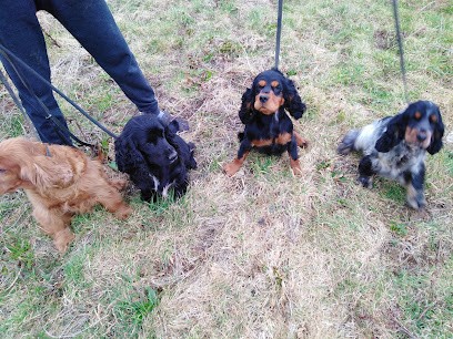 Élevage Dressage Et Pension Des Hauts Buissons, Pension pour Chiens à Alquines
