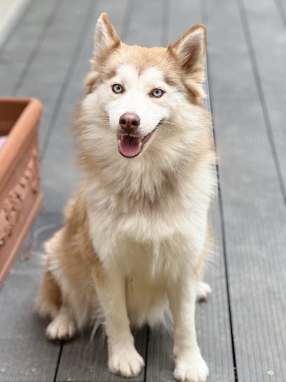 Little Wolf Angels Pomsky, Eleveur de Chiens à Saint-Clair