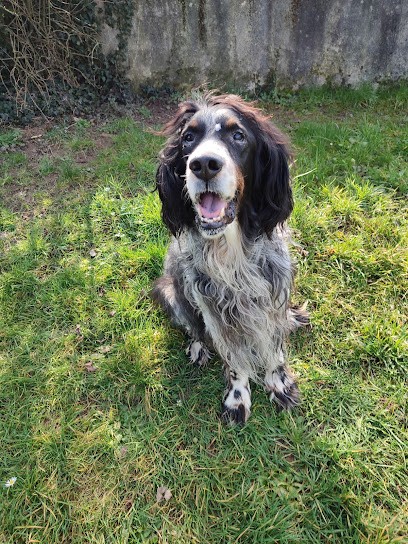 Callejas Education Canine, Dresseur de Chiens aux Avenières Veyrins-Thuellin
