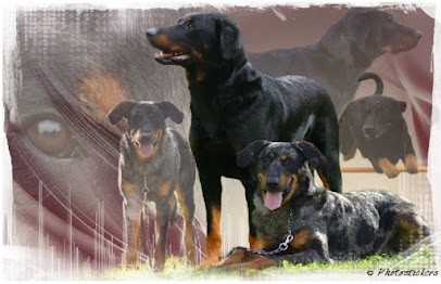 Élevage de la Dynasty de la Freya, Eleveur de Chiens à Bazoches-sur-Hoëne