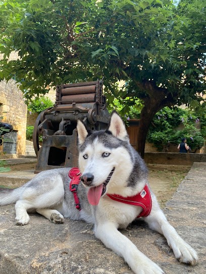 Cani'Malin Sarlat, Dresseur de Chiens à Sarlat-la-Canéda