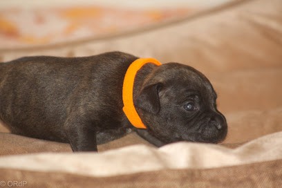 Beauce red shadow of Phrygia, Eleveur de Chiens à Bélis