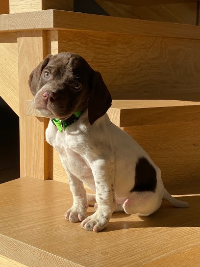 Elevage Du Val D'Ondaine, Eleveur de Chiens à Rives