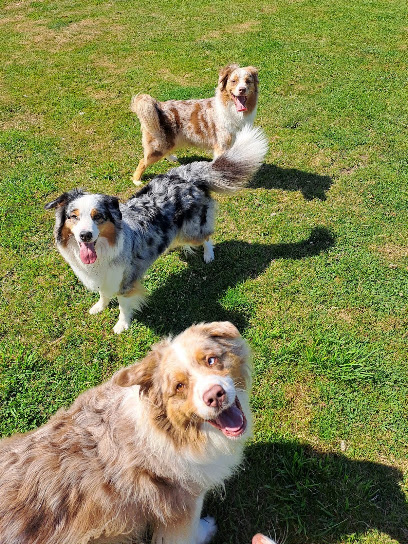 Pension La Patte En Nord, Pension Pour Chien à Renescure