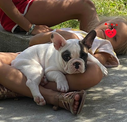 Les Gamins de Rubis: Elevage Bouledogue Francais, Eleveur de Chiens à Bert