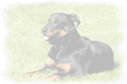 LITTLE HOOK, Dresseur de Chiens à Pannecé