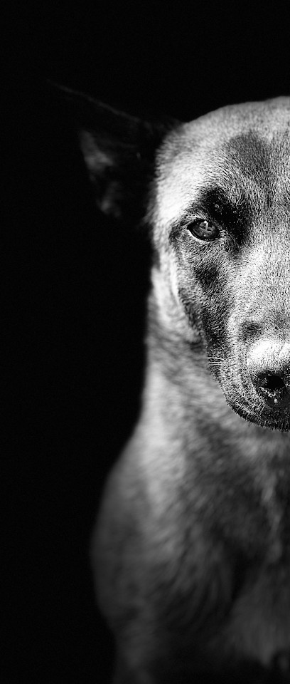 Educateur Canin Louviers Normandie, Dresseur de Chiens à Louviers