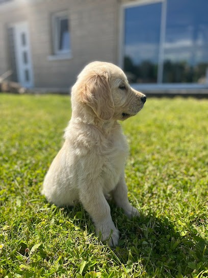Elevage Du Clos Des Facons, Eleveur de Chiens à Locon