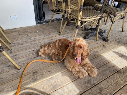 Elevage Of Crazy Years, Eleveur de Chiens à Romagny Fontenay