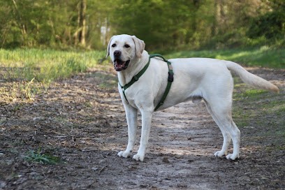 Bienveillance Canine, Dresseur de Chiens à Saint-Lucien