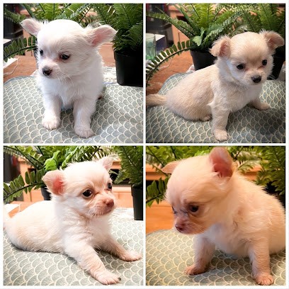 Truffes Et Moustaches - Education Positive & Elevage Canin - Chihuahua Poils Longs - Berger Blanc Suisse LOF, Eleveur de Chiens à Suzette