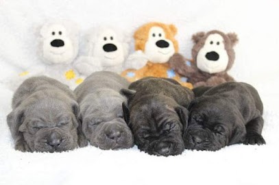 Elevage de Cane Corso La Treizième Légion / Élevage et vente de chiots LOF, Eleveur de Chiens à Sougé-le-Ganelon