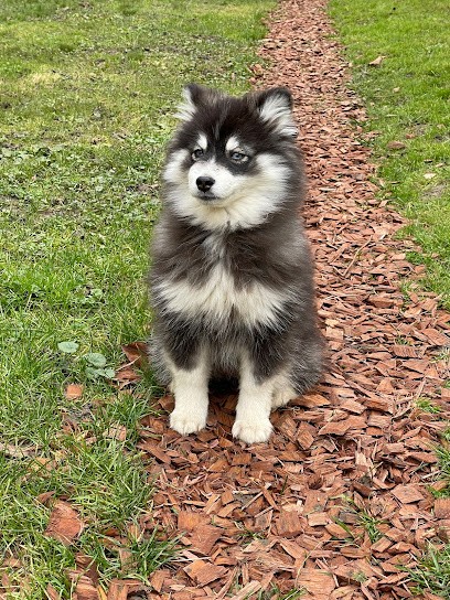 Le jardin de Kichë - Pomsky Normandie, Eleveur de Chiens à Saint-Loup-Hors