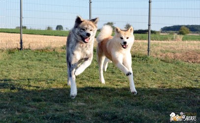 Elevage Canin Shiba Et Akita Inu, Pomsky, Eleveur de Chiens à Saponcourt