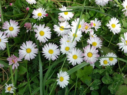 Anayork-Elevage Canin, Eleveur de Chiens à Domsure