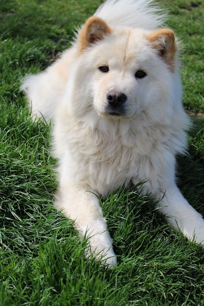 Pension Chti'te Papatte, Pension pour Chiens à Ebblinghem