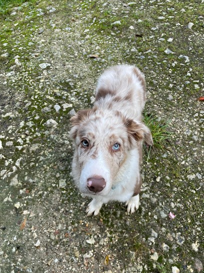 Domaine Des Terres D'or Celte, Eleveur de Chiens à Vievy-le-Rayé