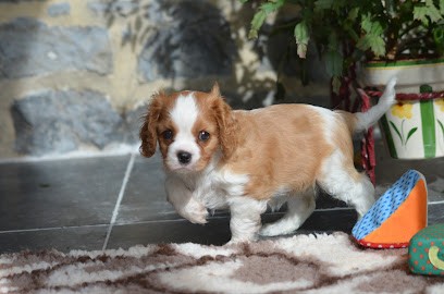 Élevage Familial de la Vallée des Fayts : éleveur de chiens Cavalier King Charles, LOF, proche Maroilles dans le NORD, Eleveur de Chiens à Grand-Fayt