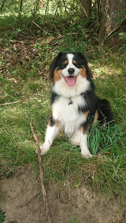 Elevage Pension Des Collines, Eleveur de Chiens à Villeneuve-de-Marc