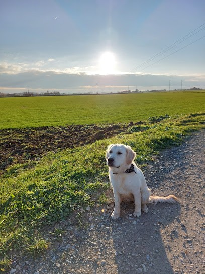 Pop'educ, Dresseur de Chiens à Saint-Florent-sur-Cher