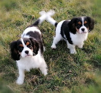 Élevage D'EZ MORTES TERRES, Eleveur de Chiens à Igney