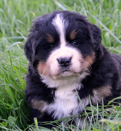 les treilles de salvert, Eleveur de Chiens à Carsac-Aillac