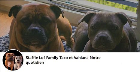 Elevage Vallée De Staffordshire Bull Terrier Dit Le 'Staffie', Éleveur De Chiens à Meaux