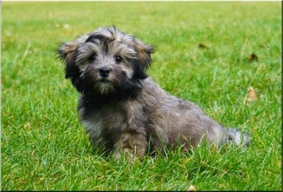Daniel Pescher, Eleveur de Chiens à Usson-du-Poitou