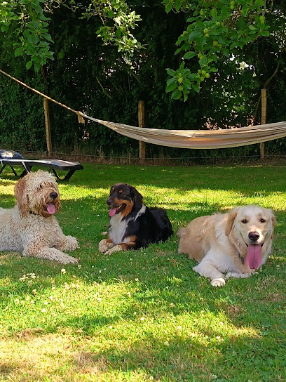 Dog Paradise Pension Pour Chien à Moyaux