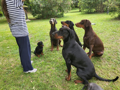 Les Dobermans De La Babiole Éleveur De Chiens à Bouc-Bel-Air