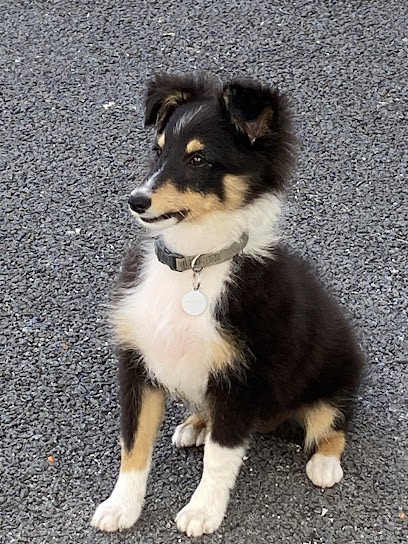 Le Cèdre Enchanté, Eleveur de Chiens au Grand-Lucé