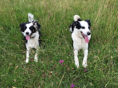 Educ'o poil, Dresseur de Chiens au Pian-Médoc