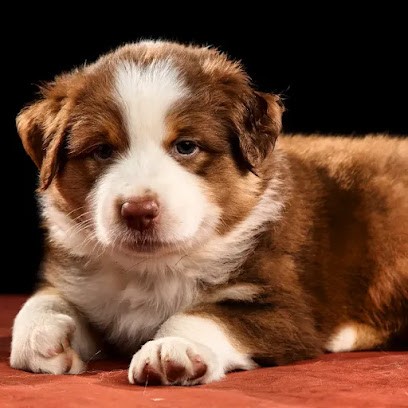 Éducation Canine, Élevage De Berger Australien La Bélaurendière . Chez Noémie, Rognes, Dresseur de Chiens à Rognes